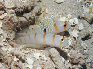 Sailfin Shrimpgoby Amblyeleotris randalli