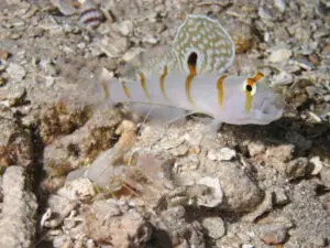 Sailfin Shrimpgoby Amblyeleotris randalli