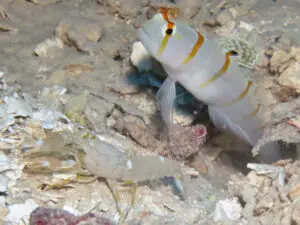 Sailfin Shrimpgoby Amblyeleotris randalli with Sandy Shrimp Alpheus species 12