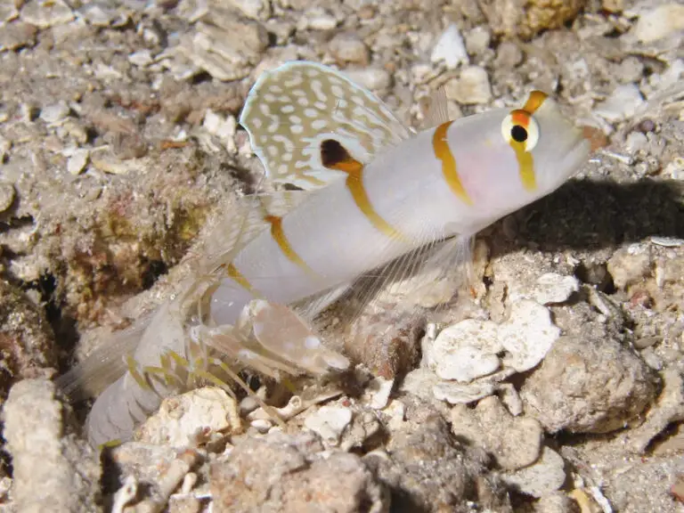 Amblyeleotris randalli Sailfin Shrimpgoby with Sandy Shrimp Alpheus species 12