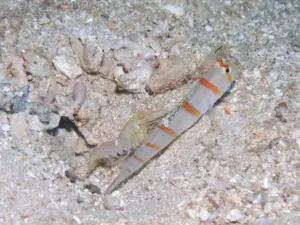 Sailfin Shrimpgoby Amblyeleotris randalli with Yellow Pyjama Shrimp Alpheus ochrostriatus