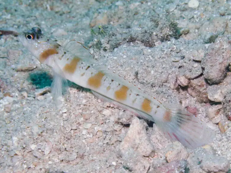 Redmargin Shrimpgoby Amblyeleotris rubrimarginata