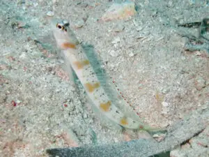 Redmargin Shrimpgoby Amblyeleotris rubrimarginata