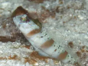 Redmargin Shrimpgoby Amblyeleotris rubrimarginata