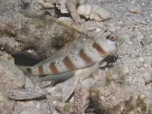 Redmargin Shrimpgoby Amblyeleotris rubrimarginata