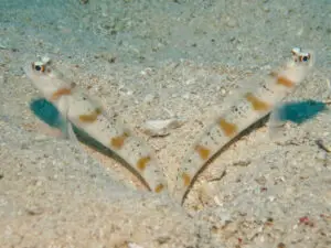 Redmargin Shrimpgoby Amblyeleotris rubrimarginata