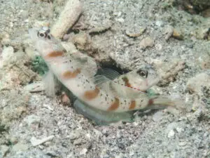 Redmargin Shrimpgoby Amblyeleotris rubrimarginata