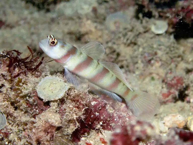 Amblyeleotris steinitzi, Steinitz’s Shrimpgoby