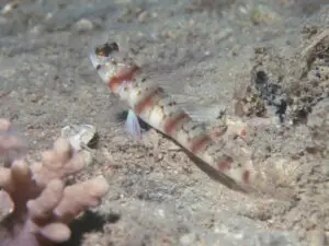 Amblyeleotris stenotaeniata, Thinbar Shrimpgoby