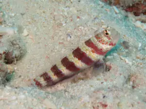 Amblyeleotris wheeleri, Burgundy Shrimpgoby