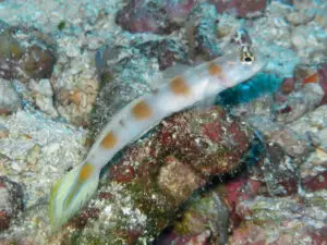 Amblyeleotris yanoi, Flagtail Shrimpgoby