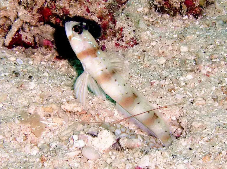 Arcfin Shrimpgoby Amblyeleotris arcupinna