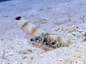 Amblyeleotris arcupinna, Arcfin Shrimpgoby with Banded Snapping Shrimp, Alpheus species 1