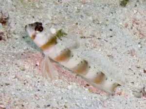 Arcfin Shrimpgoby Amblyeleotris arcupinna