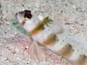 Arcfin Shrimpgoby Amblyeleotris arcupinna