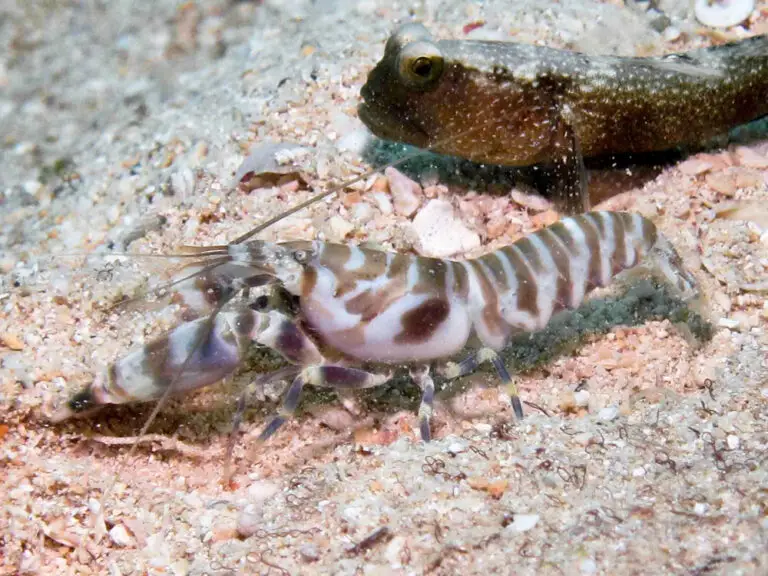 Banded Shrimp Alpheus species 1