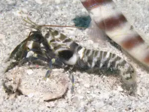 Banded Shrimp Alpheus species 1