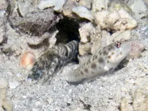 Banded Shrimp Alpheus species 1 with Goldspeckled Shrimpgoby Ctenogobiops pomastictus