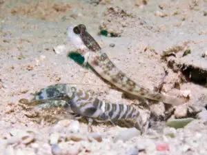 Banded Shrimp Alpheus species 1 with Pinkspot Shrimpgoby Cryptocentrus leptocephalus