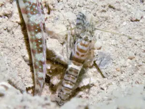 Banded Shrimp Alpheus species 1