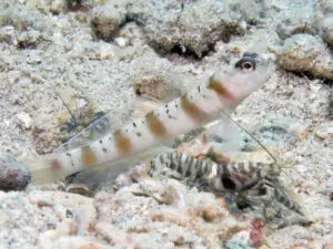 Banded Shrimp Alpheus species 1 with Redmargin Shrimpgoby Amblyeleotris rubrimarginata