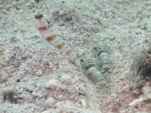 Banded Shrimp Alpheus species 1 with Redmargin Shrimpgoby Amblyeleotris rubrimarginata