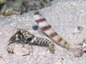 Banded Shrimp Alpheus species 1 with Steinitz’s Shrimpgoby Amblyeleotris steinitzi