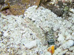 Banded Shrimp Alpheus species 1 with Thread Shrimpgoby Ctenogobiops mitodes