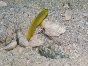 Banded Shrimp Alpheus species 1 with Yellow Shrimpgoby Cryptocentrus cinctus