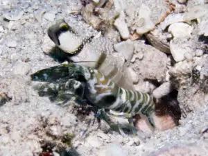 Banded Shrimp Alpheus species 1 with Yellow Shrimpgoby Cryptocentrus cinctus