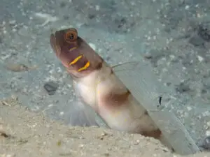 Beautiful-cheek Shrimpgoby Amblyeleotris callopareia