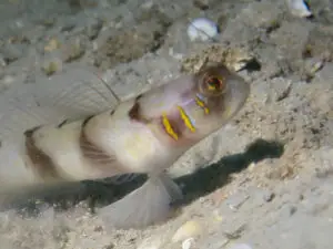 Beautiful-cheek Shrimpgoby Amblyeleotris callopareia