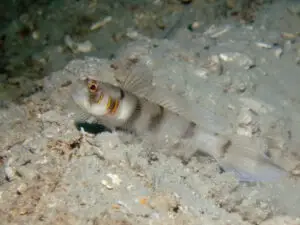 Beautiful-cheek Shrimpgoby Amblyeleotris callopareia