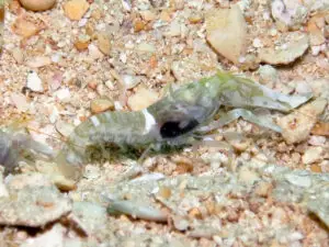 Black-sided Shrimp Alpheus cf djeddensis