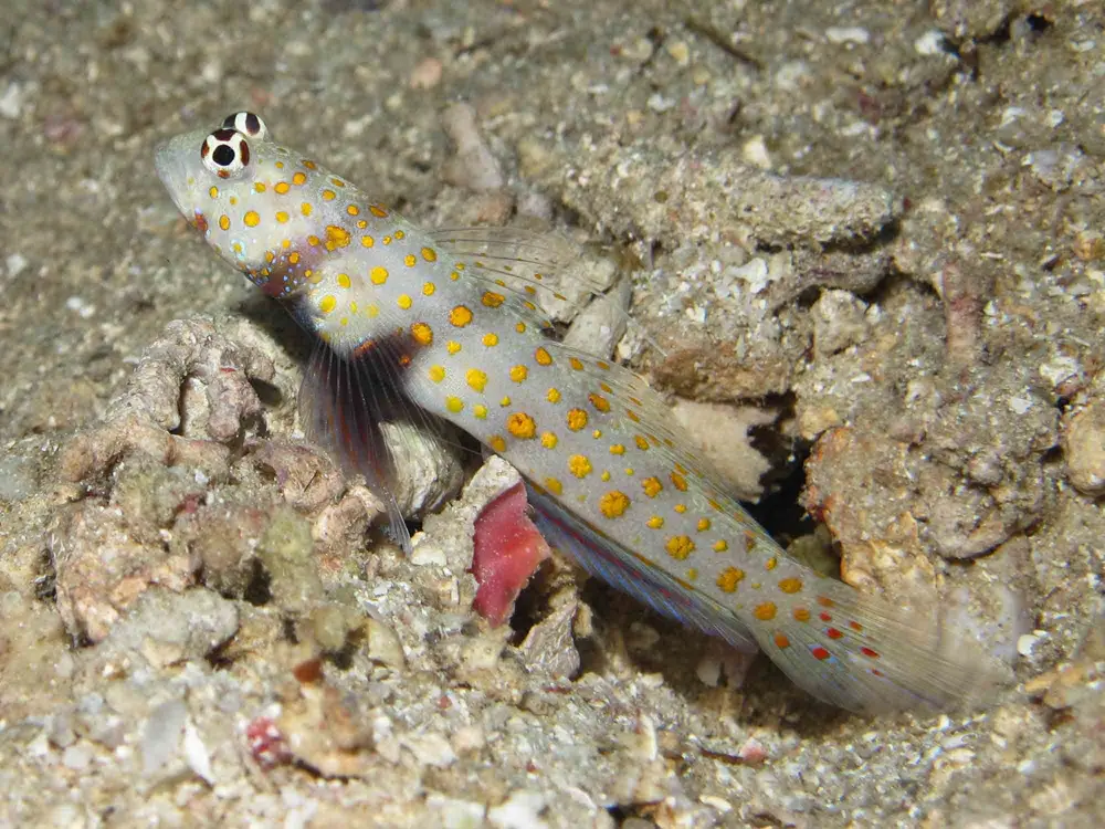 Amblyeleotris guttata Blackchest Shrimpgoby