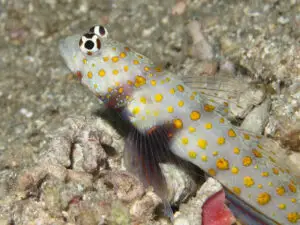 Blackchest Shrimpgoby, Amblyeleotris guttata