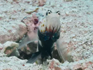 Blackchest Shrimpgoby, Amblyeleotris guttata