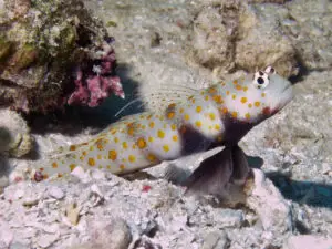 Blackchest Shrimpgoby, Amblyeleotris guttata