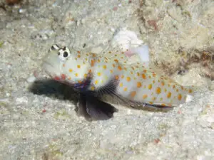 Blackchest Shrimpgoby, Amblyeleotris guttata