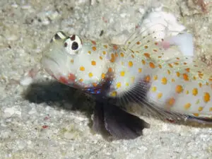 Blackchest Shrimpgoby, Amblyeleotris guttata