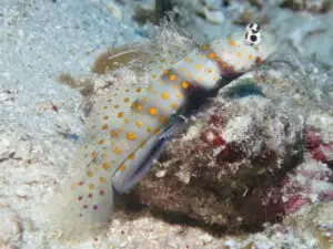 Blackchest Shrimpgoby, Amblyeleotris guttata