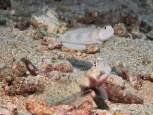 Blackchest Shrimpgoby, Amblyeleotris guttata displaying to Amblyeleotris yanoi, Flagtail Shrimpgoby