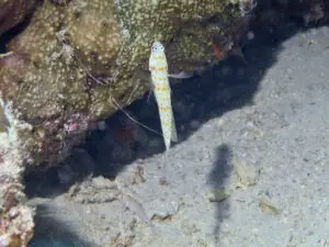 Blackchest Shrimpgoby, Amblyeleotris guttata