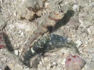 Blackchest Shrimpgoby, Amblyeleotris guttata with Dark Marbled Shrimp Alpheus macellarius