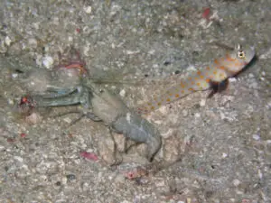 Blackchest Shrimpgoby, Amblyeleotris guttata with Green Shrimp Alpheus species 4