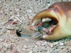 Blackchest Shrimpgoby, Amblyeleotris guttata with Green Shrimp Alpheus species 4