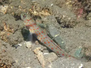 Blackchest Shrimpgoby, Amblyeleotris guttata with Pale Marbled Shrimp Alpheus djiboutensis