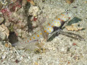 Blackchest Shrimpgoby, Amblyeleotris guttata with Sandy Shrimp Alpheus species 12