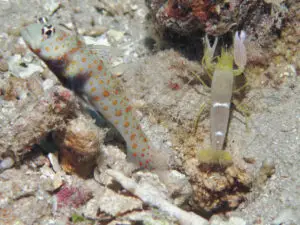 Blackchest Shrimpgoby, Amblyeleotris guttata with Yellow Pyjama Shrimp Alpheus ochrostriatus