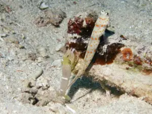 Amblyeleotris guttata Blackchest Shrimpgoby taking Yellow Pyjama Shrimp Alpheus ochrostriatus foraging